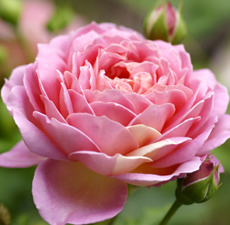 Rose Essential Oil